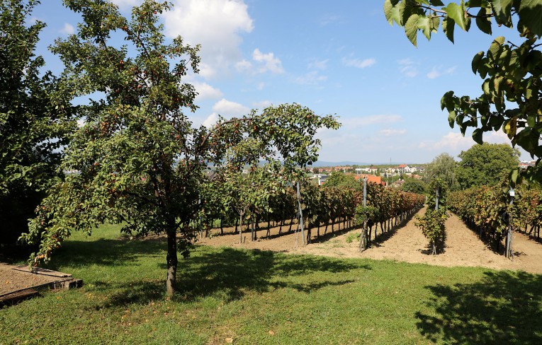 Vinári, ktorí Vás privítajú vo svojich viniciach počas Dňa vo vinohradoch® 2020